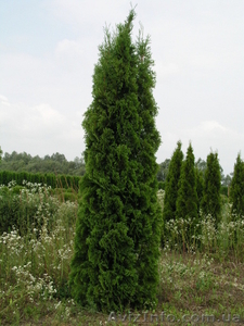 Туя западная колоновидная (західна колоновидна) Колумна.  #61313