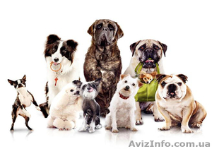 Помогу продать щенка #72352