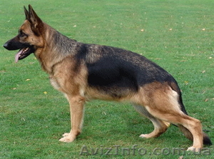 Немецкая овчарка,  щенки высокого разведения #69957