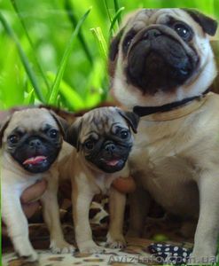 Продам мопсят очень красивеньких и качественных! #65963