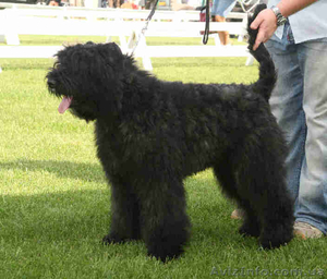Продам щенка фландрского бувье (кобель) #62382