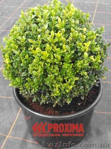 Самшит по самым низким ценам в Киеве. #61793