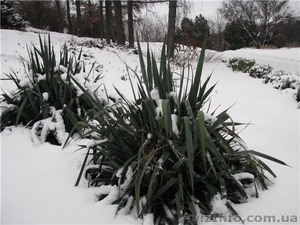 Юкка нитчатая - вечнозеленое многолетнее растение #70819