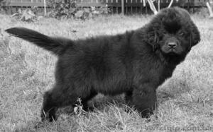 Продаю щенков НьюфаундленДа!!! #72369