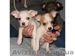 мужчины и женщины чихуахуа на продажу #69839