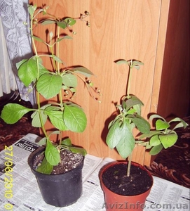 Плодовые и цветущие экзотические растения #66969