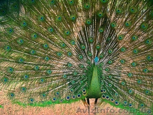 Павлины черноплечие #69841