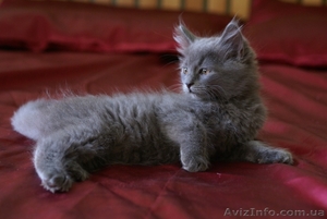 Шотландских очаровательных котят #55849