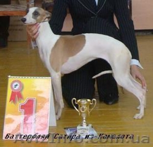 УИППЕТ(малая английская борзая) #69320