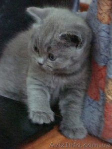 Продам плюшевых шотландцев,  Маршала Жукова (1 500, 00 грн.) #72828