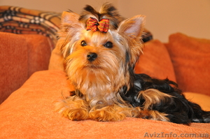 Малыш йоркширского терьерчика #65831