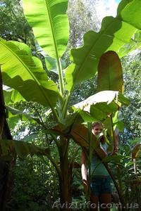 Банан Басио (Musa basjoo) #55906