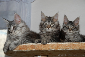 Продам котят породы Мейн кун (maine coon) из чешского питомника #62924