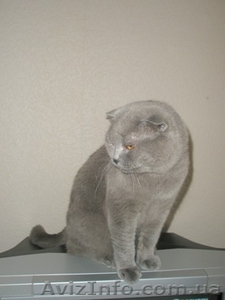 Шотландский вислоухий кот ищет подружку для вязки. #69816