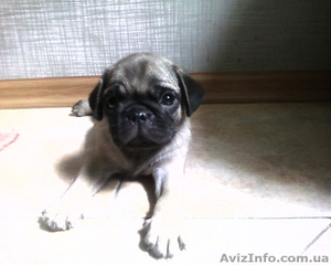 продам щенка .Мопс 2 мес. #64289