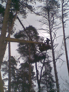 спилить дерево, удалить дерево, корчевание деревьев 233 03 70 #60553