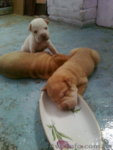 Продам щенков шар-пея #67553