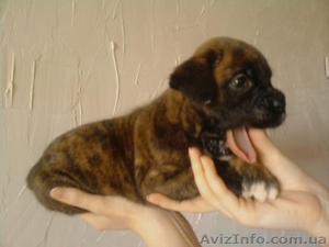 ЩЕНКИ НЕМЕЦКОГО БОКСЕРА................. #66076