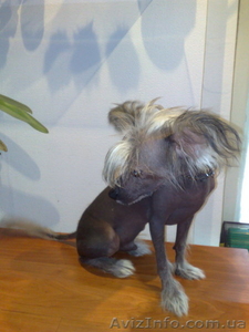 срочно продам китайского породного голого кобелька #66775