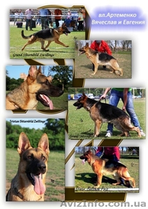 Щенки немецких овчарок #70509