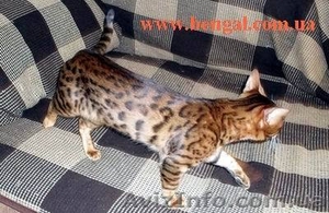 Бенгальский кот приглашает на вязку,  Киев #65438