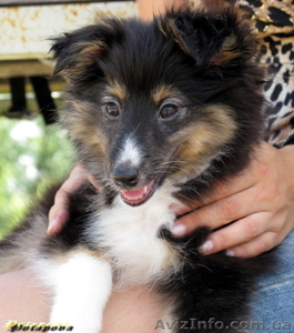 ШЕЛТИ щенки на продажу #65294