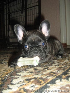 срочно продаю французских бульдожат-настоящих красавцев #69386