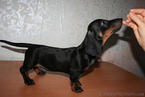 Продаются щеночки таксы #74169