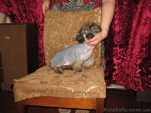 Продам щенка китайской хохлатой собаки   #56125