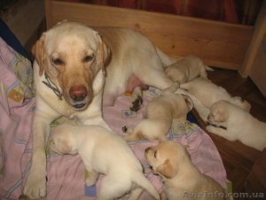Клубные щенки лабрадора ! #63521