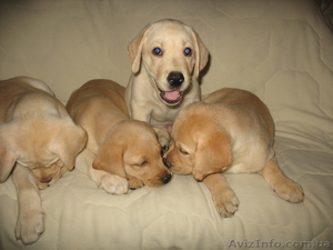  Щенки Лабрадора-Ретривера ! #69390