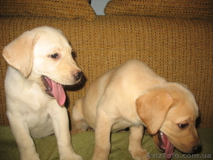 Щенки лабрадора с прекрасным выставочным потенциалом! #65350