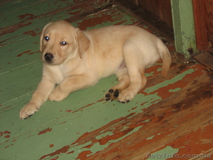 Лабрадор-Ретривер  щенки  #66625