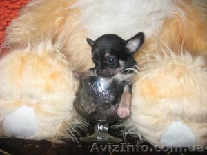  Чихуахуа Доставка  По Украине #73565
