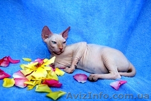 Котята Канадского сфинкса!!! #65559