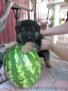 Продаем щенков немецких овчарок #67148