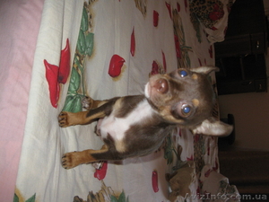 Продам щенка русского той терьера #72674