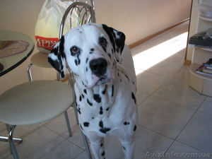 продам щенка далматина  #71248