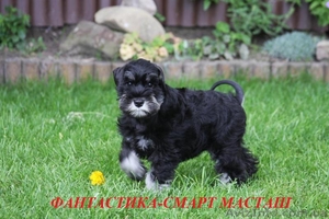 ЩЕНКИ ЦВЕРГШНАУЦЕРА #61966