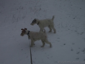 Щенки Фокстерьер продам #66613