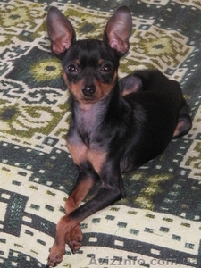 Предлагаю для вязки Русского Той терьера #73703