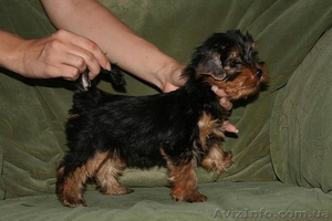 Йоркширский т-р #73456