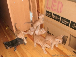 РАЗДАЮ КОТЯТ. 5 рыжиж мальчиков и одна черная кошечка. Прелесть какие милые. #67356