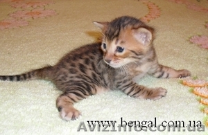Котенок бенгальской породы,  Киев #74143