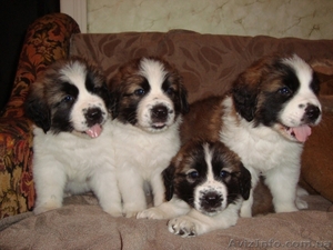 Щеночки московской сторожевой #71727