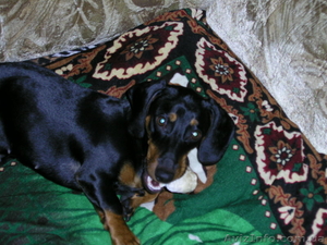 ОТДАМ ТАКСУ В ХОРОШИЕ РУКИ  #72994