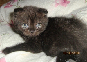 Шотландских котят #65255