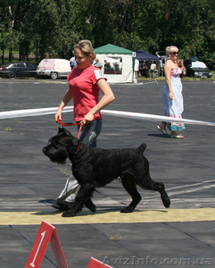 Кобель ризеншнауцера для вязки #68459