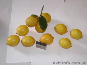 цитруси, мандарини,  декоративние растениа #69645