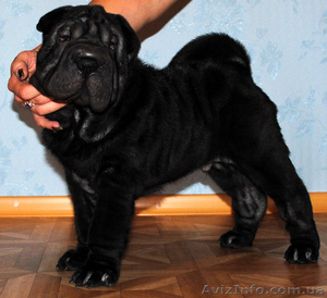 ШАРПЕЯ клубные щенки для дома и ШОУ #65197